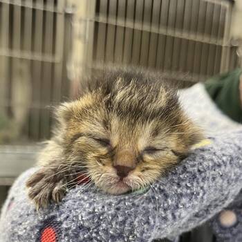Andy -  Domestic Short Hair Cat for Adoption in West Palm Beach, Florida - Andy | PetCurious