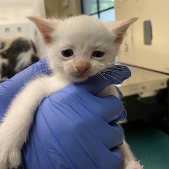 Domestic Short Hair Cats Available for Adoption in Pasadena, California - Purple Collar | PetCurious