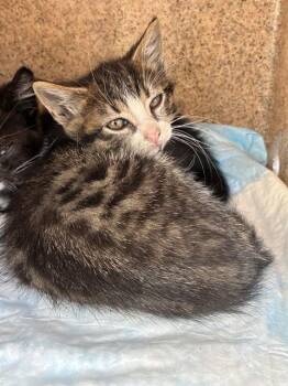 MATTHEW -  Domestic Short Hair Cat for Adoption in Stockton, California - MATTHEW | PetCurious