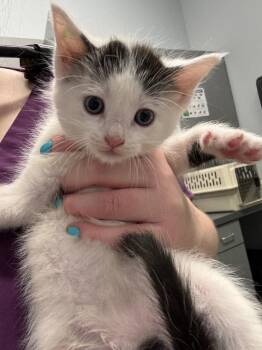 Picasso -  Domestic Short Hair Cat for Adoption in Bloomington, Indiana - Picasso | PetCurious
