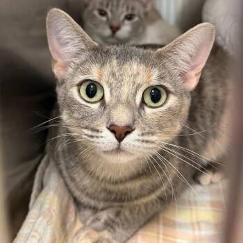 Arachne -  Domestic Short Hair Cat for Adoption in Wheeling, Illinois - Arachne | PetCurious