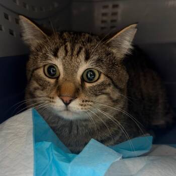 Tars -  Domestic Short Hair Cat for Adoption in Salt Lake City, Utah - Tars | PetCurious