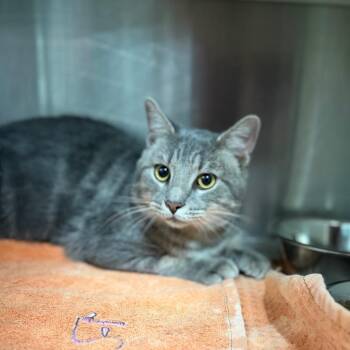 Bales -  Domestic Short Hair Cat for Adoption in Starkville, Mississippi - Bales | PetCurious