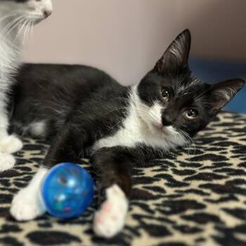 Peppermint -  Domestic Short Hair Cat for Adoption in Wichita, Kansas - Peppermint | PetCurious