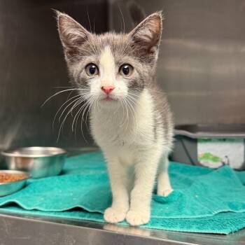 Tostada -  Domestic Short Hair Cat for Adoption in Tuscaloosa, Alabama - Tostada | PetCurious