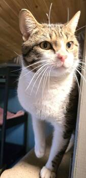 Domestic Short Hair Cats Available for Adoption - Darold | PetCurious