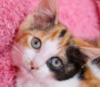Calico Cats Available for Adoption in St. Augustine, Florida - Sparkle | PetCurious