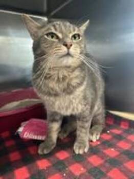 Binx -  Domestic Short Hair Cat for Adoption in Manitowoc, Wisconsin - Binx | PetCurious