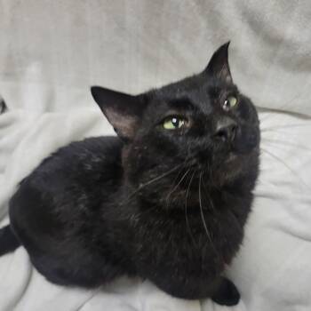 Domestic Short Hair Cats Available for Adoption - Brownie | PetCurious