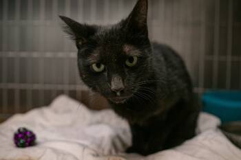 Rescue Domestic Short Hair Cats for Adoption in Chickamauga, Georgia - Black Bean-Adoptable Awaiting S/N | PetCurious