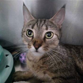 Felony -  Domestic Short Hair Cat for Adoption in Providence, Rhode Island - Felony | PetCurious