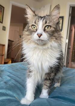 Maine Coon and Domestic Medium Hair Cats Available for Adoption - Marian | PetCurious