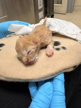 Domestic Short Hair Cats Available for Adoption in Riverside, California - JJ | PetCurious