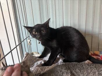 Rescue American Shorthair Cats for Adoption in El Dorado, Arkansas - Whisper | PetCurious