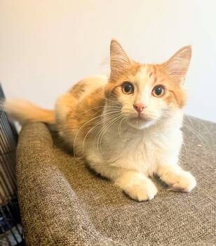 Matilda -  Domestic Medium Hair Cat for Adoption in Winnipeg, Manitoba - Matilda | PetCurious