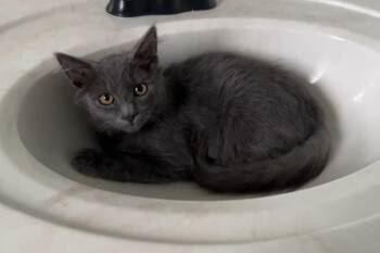 Jinx26 -  Domestic Short Hair Cat for Adoption in Youngsville, North Carolina - Jinx26 | PetCurious