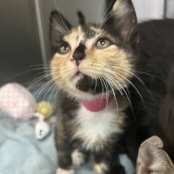 Domestic Short Hair Cats Available for Adoption in Lakeland, Florida - Bug | PetCurious