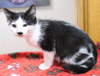 Kabob -  Domestic Short Hair Cat for Adoption in Portage, Wisconsin - Kabob | PetCurious