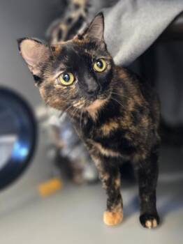 Domestic Short Hair Cats Available for Adoption - Kiwi | PetCurious