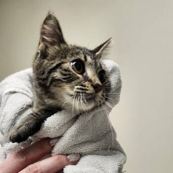 Sammie -  American Shorthair Cat for Adoption - Sammie | PetCurious