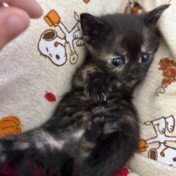 Change Your Win Conditions C11833 -  Domestic Short Hair Cat for Adoption - Change Your Win Conditions C11833 | PetCurious