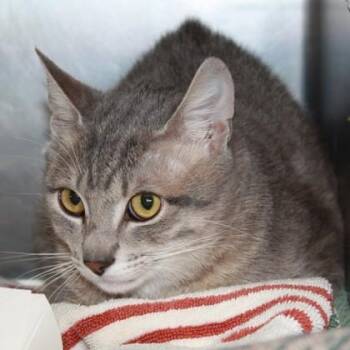 Zora Neale -  Domestic Short Hair Cat for Adoption in Richmond, Virginia - Zora Neale | PetCurious