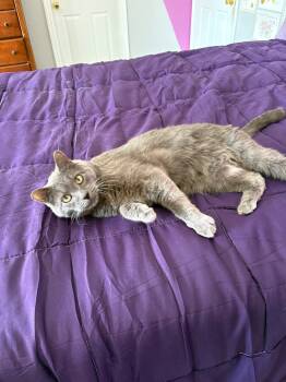 Rescue Russian Blue and Domestic Short Hair Cats for Adoption in Ballwin, Missouri - Nero | PetCurious