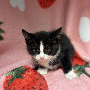Noodle -  Domestic Short Hair Cat for Adoption in Edinburg, Virginia - Noodle | PetCurious