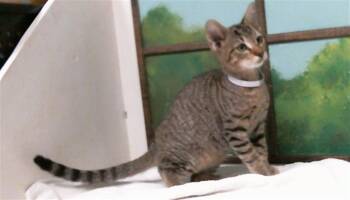 HULU -  Domestic Short Hair Cat for Adoption in Houston, Texas - HULU | PetCurious