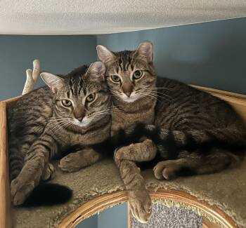 Rescue Domestic Short Hair Cats for Adoption in New Berlin, Wisconsin - Phoenix (m) And Rebel (f) | PetCurious