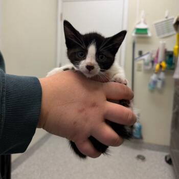 Domestic Short Hair Cats Available for Adoption in Enfield, New Hampshire - Xaden Riorson | PetCurious