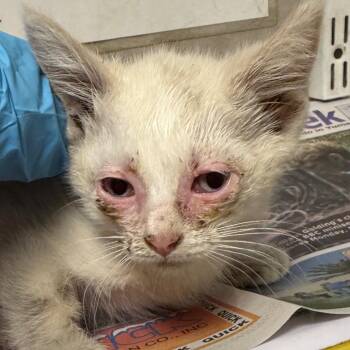 Michi -  Domestic Short Hair Cat Available for Adoption in Yuma, Arizona - Michi | PetCurious
