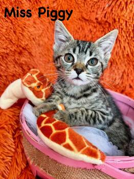 Rescue Tabby Cats for Adoption in St. Augustine, Florida - Miss Piggy | PetCurious