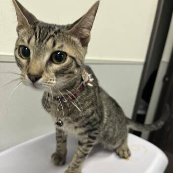 Pluto -  Domestic Short Hair Cat for Adoption in Tampa, Florida - Pluto | PetCurious