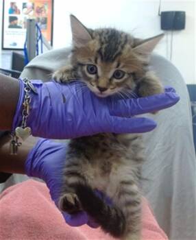 COOKIE -  Domestic Medium Hair Cat for Adoption in Doral, Florida - COOKIE | PetCurious