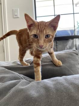 Spalding -  Tabby and Domestic Short Hair Cat for Adoption in Dallas, Texas - Spalding | PetCurious