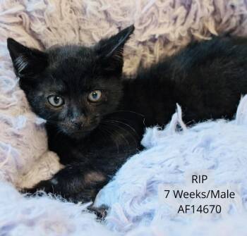 Rip -  Domestic Short Hair Cat for Adoption - Rip | PetCurious