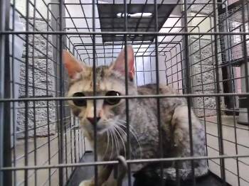 MOTHER -  Domestic Short Hair Cat for Adoption in Tulsa, Oklahoma - MOTHER | PetCurious