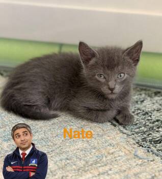 Nate -  American Shorthair and Russian Blue Cat for Adoption in Richardson, Texas - Nate | PetCurious