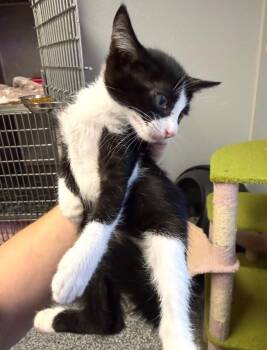 #4 B-W M -  Domestic Short Hair Cat for Adoption in Burgaw, North Carolina - #4 B-W M | PetCurious
