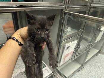 BO -  Domestic Short Hair Cat for Adoption in Rowlett, Texas - BO | PetCurious