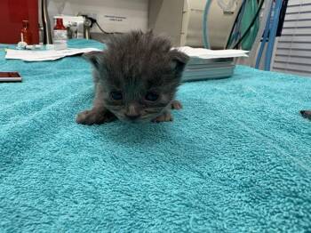XENA -  Domestic Short Hair Cat for Adoption in Antioch, California - XENA | PetCurious