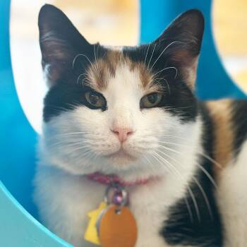 Domestic Short Hair Cats Available for Adoption - Darlina | PetCurious