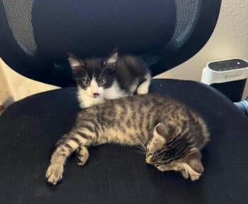 Minnie and Tigress -  Domestic Short Hair Cat for Adoption in Reno, Nevada - Minnie And Tigress | PetCurious