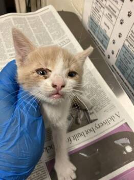 MISO -  Domestic Short Hair Cat for Adoption in Long Beach, California - MISO | PetCurious