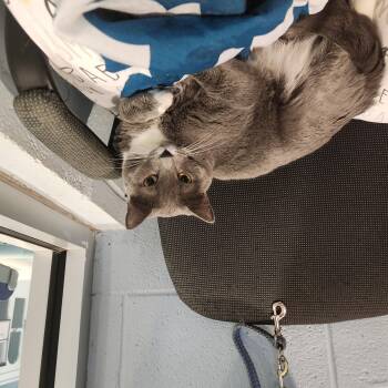 Brenda Two -  Domestic Short Hair Cat for Adoption in Charleston, South Carolina - Brenda Two | PetCurious