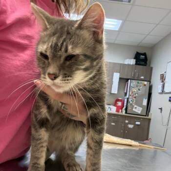 Domestic Short Hair Cats Available for Adoption in Great Falls, Montana - Boots | PetCurious