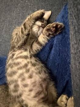Mopsy (red) -  Domestic Short Hair Cat for Adoption in Chamblee, Georgia - Mopsy (red) | PetCurious