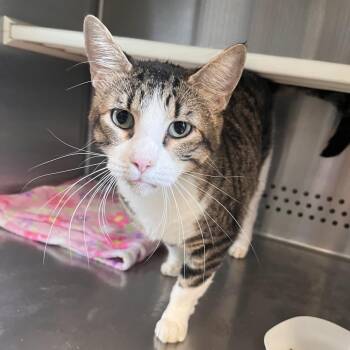 Mike Wheeler -  Domestic Short Hair Cat for Adoption in Washburn, Missouri - Mike Wheeler | PetCurious