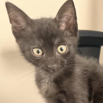 KitKat -  Domestic Short Hair Cat for Adoption in Jupiter, Florida - KitKat | PetCurious